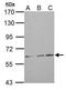ATP Binding Cassette Subfamily G Member 2 (Junior Blood Group) antibody, GTX100437, GeneTex, Western Blot image 