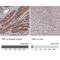 Tensin 1 antibody, NBP1-84129, Novus Biologicals, Immunohistochemistry paraffin image 