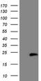 Hippocalcin Like 4 antibody, NBP2-46002, Novus Biologicals, Western Blot image 