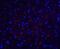 Occludin antibody, NBP1-77037, Novus Biologicals, Immunocytochemistry image 