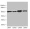 Chimerin 1 antibody, LS-C675530, Lifespan Biosciences, Western Blot image 