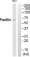 Paxillin antibody, abx012946, Abbexa, Western Blot image 