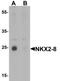 NK2 Homeobox 8 antibody, NBP2-81773, Novus Biologicals, Western Blot image 