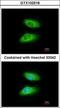 Interleukin 1 Receptor Associated Kinase 2 antibody, GTX102518, GeneTex, Immunocytochemistry image 