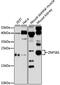 Zinc Finger Protein 581 antibody, 14-828, ProSci, Western Blot image 