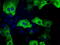 Transforming Acidic Coiled-Coil Containing Protein 3 antibody, TA501263, Origene, Immunofluorescence image 