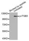 Integrin Subunit Beta 3 antibody, abx000420, Abbexa, Western Blot image 