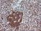 Fibroblast Growth Factor 21 antibody, NBP2-00645, Novus Biologicals, Immunohistochemistry paraffin image 