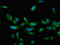 CREB Regulated Transcription Coactivator 2 antibody, LS-C674555, Lifespan Biosciences, Immunofluorescence image 