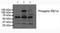 Endoplasmic Reticulum To Nucleus Signaling 2 antibody, ab48187, Abcam, Western Blot image 