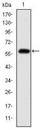 Fibrinogen Gamma Chain antibody, ab119948, Abcam, Western Blot image 