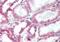 DHI2 antibody, NBP1-39478, Novus Biologicals, Immunohistochemistry paraffin image 