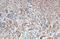 G Protein-Coupled Receptor Class C Group 5 Member C antibody, GTX108193, GeneTex, Immunohistochemistry paraffin image 