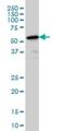 Polypyrimidine Tract Binding Protein 2 antibody, H00058155-M01, Novus Biologicals, Western Blot image 