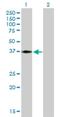 GRL antibody, H00023493-B01P, Novus Biologicals, Western Blot image 