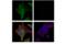 MAGE Family Member A4 antibody, 82491S, Cell Signaling Technology, Immunofluorescence image 