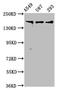 Agrin antibody, LS-C671895, Lifespan Biosciences, Western Blot image 