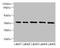 Oxidoreductase NAD Binding Domain Containing 1 antibody, LS-C371741, Lifespan Biosciences, Western Blot image 