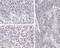 Interleukin 1 Beta antibody, NB600-633, Novus Biologicals, Immunohistochemistry frozen image 