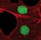 MDS1 And EVI1 Complex Locus antibody, MA5-14892, Invitrogen Antibodies, Immunofluorescence image 