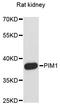 Pim-1 Proto-Oncogene, Serine/Threonine Kinase antibody, A0175, ABclonal Technology, Western Blot image 