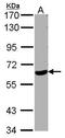 WD Repeat Domain 1 antibody, GTX102214, GeneTex, Western Blot image 