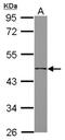 Follistatin-related protein 1 antibody, NBP2-16541, Novus Biologicals, Western Blot image 