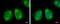 G3BP Stress Granule Assembly Factor 1 antibody, PA5-29455, Invitrogen Antibodies, Immunofluorescence image 