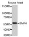Bone Morphogenetic Protein 4 antibody, abx127103, Abbexa, Western Blot image 