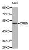 Cereblon antibody, abx003568, Abbexa, Western Blot image 