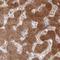 Nicotinamide N-Methyltransferase antibody, NBP2-32438, Novus Biologicals, Immunohistochemistry frozen image 