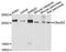 Megakaryocyte And Platelet Inhibitory Receptor G6b antibody, STJ112193, St John
