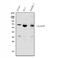 Protein Tyrosine Phosphatase Non-Receptor Type 6 antibody, A00938-3, Boster Biological Technology, Western Blot image 