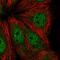 ADP-Ribosylhydrolase Like 1 antibody, HPA066478, Atlas Antibodies, Immunofluorescence image 
