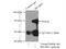 Interferon Regulatory Factor 2 Binding Protein 1 antibody, 13698-1-AP, Proteintech Group, Immunoprecipitation image 