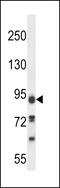 Phosphatase Domain Containing Paladin 1 antibody, LS-C165492, Lifespan Biosciences, Western Blot image 