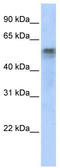 Interferon Regulatory Factor 6 antibody, TA331104, Origene, Western Blot image 