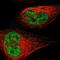 Lysine Demethylase 7A antibody, NBP1-81382, Novus Biologicals, Immunofluorescence image 