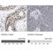 Eukaryotic Translation Initiation Factor 4A3 antibody, NBP1-85268, Novus Biologicals, Immunohistochemistry paraffin image 