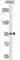 ABI Family Member 3 Binding Protein antibody, abx030715, Abbexa, Western Blot image 