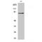 Adducin 2 antibody, LS-C381918, Lifespan Biosciences, Western Blot image 