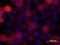 Cadherin 13 antibody, AF3264, R&D Systems, Immunocytochemistry image 