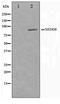 NEDD8 Ubiquitin Like Modifier antibody, TA347488, Origene, Western Blot image 