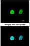 Heterogeneous Nuclear Ribonucleoprotein A1 antibody, PA5-28385, Invitrogen Antibodies, Immunofluorescence image 