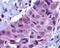 BCL2 Binding Component 3 antibody, LS-C9, Lifespan Biosciences, Immunohistochemistry paraffin image 