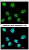 RNA Polymerase III Subunit E antibody, NBP2-19887, Novus Biologicals, Immunofluorescence image 