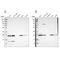 Coiled-Coil Domain Containing 90B antibody, NBP1-93529, Novus Biologicals, Western Blot image 