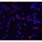 IL1R3 antibody, LS-C310, Lifespan Biosciences, Immunofluorescence image 