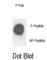 FXYD Domain Containing Ion Transport Regulator 1 antibody, abx031929, Abbexa, Western Blot image 