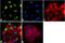 Kruppel Like Factor 1 antibody, 710917, Invitrogen Antibodies, Immunofluorescence image 